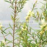 Tea Tree Oil thumbnail-5