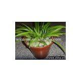 Garden Pebbles thumbnail-1