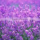 5ml Lavender Oil