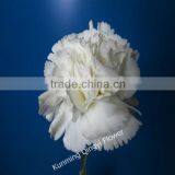 Supply Quality Fresh Cut Flowers White Carnation Flowers thumbnail-1