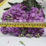 Hight Quality Cut Fresh Violet Flowers Wholesale thumbnail-3