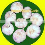 High Quality Normal White Fresh Garlic