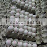White Shell Egg Bulk Exporter thumbnail-1