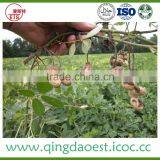 Good Quality Shandong Peanut in Shell With Best Price thumbnail-2
