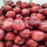Red Delicious Apple Fresh Huaniu Apple thumbnail-6