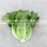 2016 Chinese Vegetable Hybrid Resistance Heat Lettuce Seed for Growing-letuuce 369 thumbnail-2