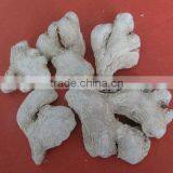 Supply Fresh Ginger and Air Dried Ginger