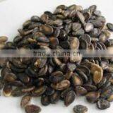 Acme Fate Foodstuff / Chinese New Crop Black Watermelon Seeds A Grade for Sale