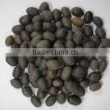 Lotus Seeds thumbnail-1