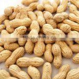 Selected Peanuts in China thumbnail-1