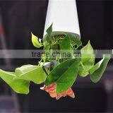 Creative Flower Pot Plastice Sky Planter Mini Sky Garden Hang Suspended Decorative Sky Planter New Design Indoor Sky Planter thumbnail-5