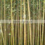 High Imitation Wholesale Artificial Decorative Bamboo,fake Bamboo thumbnail-2