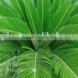 Artificial Cycas Revoluta Sago Cycas for Jurassic Period Dinosaur Hall thumbnail-1