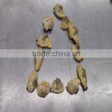 Boiled Variegated Clam Nature Fresh FAO61 thumbnail-3