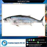Fresh Sea Frozen Skipjack Tuna Loin Fish thumbnail-1