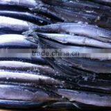 New Catching Sea Frozen Sanma 1# 130-150g thumbnail-1