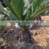 Cycas 8-10cm thumbnail-1