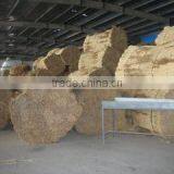 Youngsun Reed Farm company overview - view 2 thumbnail