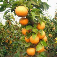 Plant Hormone Triacontanol 1.5% ep Water Soluble Powder in Bulk Pesticides for Agriculture thumbnail-3