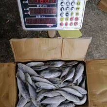 Horse Mackerel 100-200/trachurus Japonicus/mackerel Trachurus Japonicus