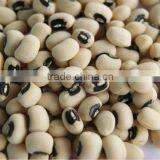 Black Eyed Beans thumbnail-1