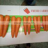 Carrot Price thumbnail-2