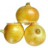 Yellow Onion thumbnail-1