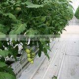 Red Fresh Tomato thumbnail-3