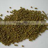 Mung Bean thumbnail-1