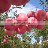 Fresh Red Qinguan Apple With Best Price for Export thumbnail-1