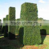 Taxus Baccata Dried Leaves thumbnail-1