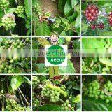 Pure Neem Oil Price thumbnail-3