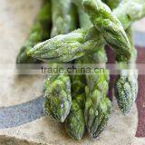 Frozen Asparagus thumbnail-1
