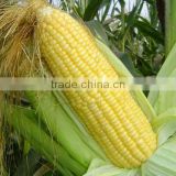 HCO01 Luohou yellow sweet F1 hybrid corn seeds for sale