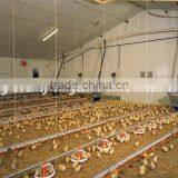 Standardized Chicken/broiler Shed Equipment Producers thumbnail-3