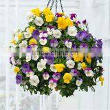 SOL 2015 Best-selling Assembling Hanging Basket Vertical Landscape thumbnail-5