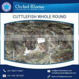 Minimum Price Excellent Taste Frozen Cuttlefish Whole Round Selling by Well Known Exporter thumbnail-3