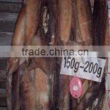 Mexico Geoduck of Illex Squid thumbnail-2