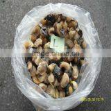 Sea Food and Frozen Conch thumbnail-1