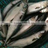 New Catching Fish Frozen Pacific Mackerel 400-500g&500g+ thumbnail-1