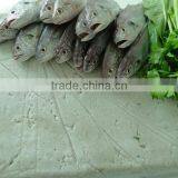 Best Price Frozen White Croaker Fish Surimi thumbnail-1