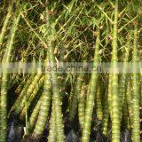 Bambusa Ventricosa ( Chinese Bamboo ) thumbnail-5