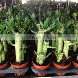 Lucky Bamboo Dracaena Sanderiana Lotus Bamboo thumbnail-1