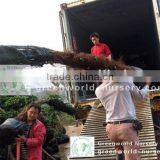 Cold Hardy Palm Trees thumbnail-1