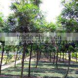 Grevillea Robusta Yellow and Red Flower Plants thumbnail-1