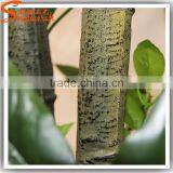 Realistic Mini Bonsai Tree Bonsai Plants for Sale thumbnail-5