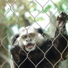 Stainless Steel Wire Rope Mesh for Aviary, Aviary Netting / Aviary Mesh for Birds thumbnail-2