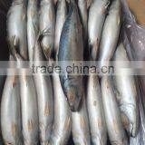Frozen Blue Mackerel for Canning Seafood thumbnail-2