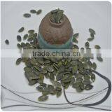 Export Green Pumpkin Seeds Grown Without Shell GWS Supplier thumbnail-2