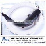 Best Fresh Catfish thumbnail-1